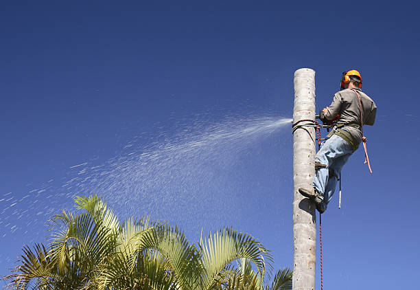 Best Commercial Tree Services  in Allentown, PA