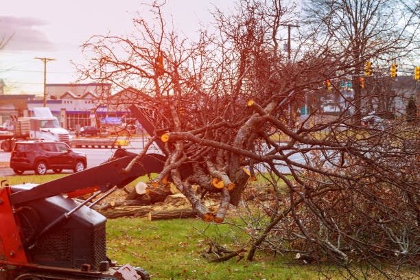 How Our Tree Care Process Works  in  Allentown, PA