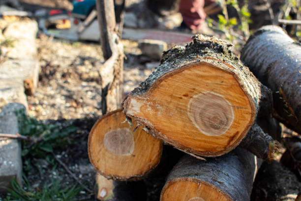 Best Tree Trimming and Pruning  in Allentown, PA