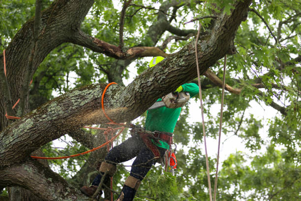 Best Tree Cabling and Bracing  in Allentown, PA