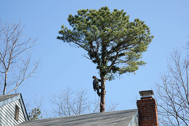 Trusted Allentown, PA Tree Services Experts